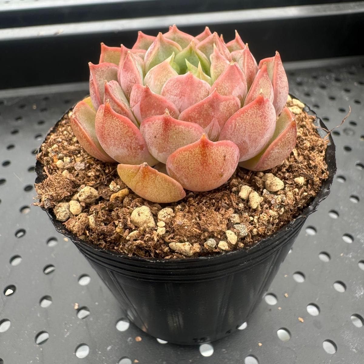 多肉植物 韓国苗 抜き苗 ノーメイド 抜き苗 スノータワー MY304×48株 多肉